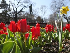 Szeged, tavasz, virágok, Széchenyi tér, időjárás, március