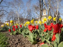 Szeged, tavasz, virágok, Széchenyi tér, időjárás, március
