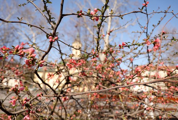 Szeged, tavasz, virágok, Széchenyi tér, időjárás, március