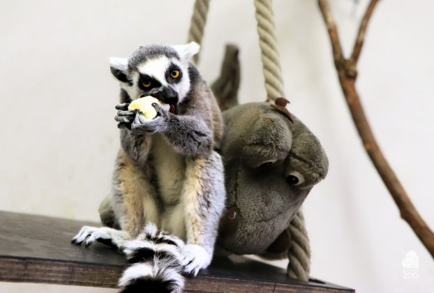 Új gyűrűsfarkú maki érkezett a Szegedi Vadasparkba
