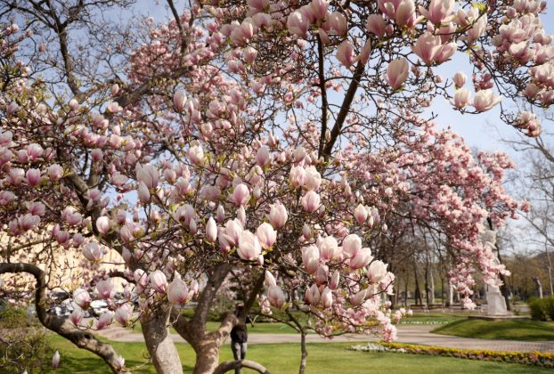 Szeged, virágzik, magnólia fa, magnólia, március, tavasz, időjárás , természet, Széchenyi tér