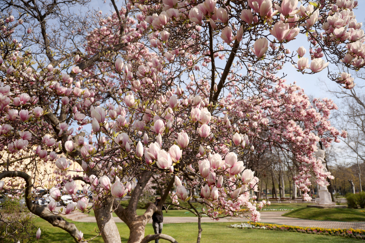 Szeged, virágzik, magnólia fa, magnólia, március, tavasz, időjárás , természet, Széchenyi tér