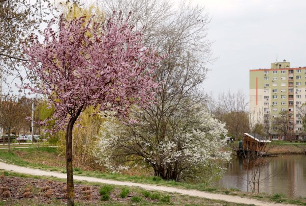 Szeged, Vér-tó, tavasz, időjárás