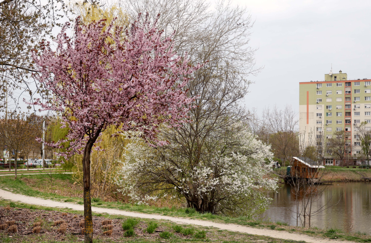 Szeged, Vér-tó, tavasz, időjárás