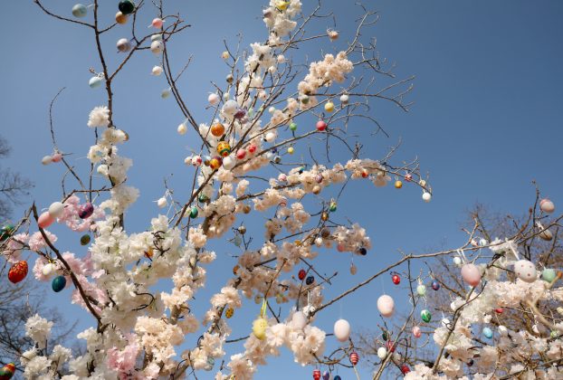 Sándorfalva, tojásfa, húsvét, tojás, Szabadság tér