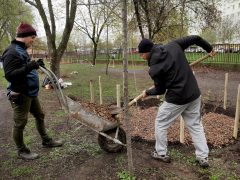 Szeged, Provident, ReGreenX, önkormányzat, faültetés, Bonifert Domonkos Általános Iskola, iskola udvar, Nagy Sándor