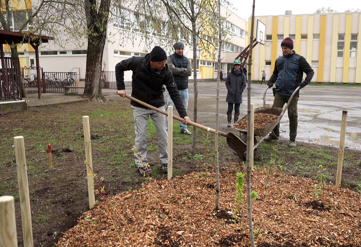 Szeged, Provident, ReGreenX, önkormányzat, faültetés, Bonifert Domonkos Általános Iskola, iskola udvar, Nagy Sándor