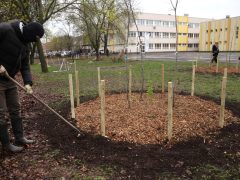 Szeged, Provident, ReGreenX, önkormányzat, faültetés, Bonifert Domonkos Általános Iskola, iskola udvar, Nagy Sándor