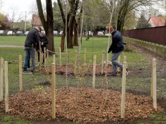 Szeged, Provident, ReGreenX, önkormányzat, faültetés, Bonifert Domonkos Általános Iskola, iskola udvar, Nagy Sándor