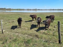 Mórahalom, Nagyszéksós-tó Bivalyrezervátum, megújult, turisztika, látványosság. látogatóközpont, kilátó, tanösvény, turizmus, bivaly, természet