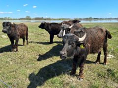 Mórahalom, Nagyszéksós-tó Bivalyrezervátum, megújult, turisztika, látványosság. látogatóközpont, kilátó, tanösvény, turizmus, bivaly, természet