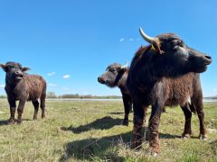 Mórahalom, Nagyszéksós-tó Bivalyrezervátum, megújult, turisztika, látványosság. látogatóközpont, kilátó, tanösvény, turizmus, bivaly, természet