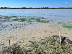 Mórahalom, Nagyszéksós-tó Bivalyrezervátum, megújult, turisztika, látványosság. látogatóközpont, kilátó, tanösvény, turizmus, bivaly, természet