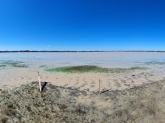 Mórahalom, Nagyszéksós-tó Bivalyrezervátum, megújult, turisztika, látványosság. látogatóközpont, kilátó, tanösvény, turizmus, bivaly, természet