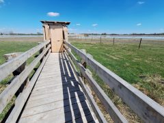Mórahalom, Nagyszéksós-tó Bivalyrezervátum, megújult, turisztika, látványosság. látogatóközpont, kilátó, tanösvény, turizmus, bivaly, természet