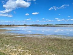 Mórahalom, Nagyszéksós-tó Bivalyrezervátum, megújult, turisztika, látványosság. látogatóközpont, kilátó, tanösvény, turizmus, bivaly, természet