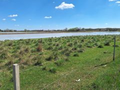 Mórahalom, Nagyszéksós-tó Bivalyrezervátum, megújult, turisztika, látványosság. látogatóközpont, kilátó, tanösvény, turizmus, bivaly, természet