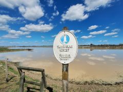 Mórahalom, Nagyszéksós-tó Bivalyrezervátum, megújult, turisztika, látványosság. látogatóközpont, kilátó, tanösvény, turizmus, bivaly, természet