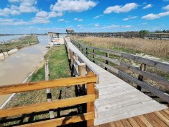 Mórahalom, Nagyszéksós-tó Bivalyrezervátum, megújult, turisztika, látványosság. látogatóközpont, kilátó, tanösvény, turizmus, bivaly, természet