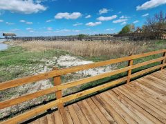 Mórahalom, Nagyszéksós-tó Bivalyrezervátum, megújult, turisztika, látványosság. látogatóközpont, kilátó, tanösvény, turizmus, bivaly, természet