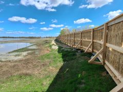 Mórahalom, Nagyszéksós-tó Bivalyrezervátum, megújult, turisztika, látványosság. látogatóközpont, kilátó, tanösvény, turizmus, bivaly, természet