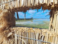 Mórahalom, Nagyszéksós-tó Bivalyrezervátum, megújult, turisztika, látványosság. látogatóközpont, kilátó, tanösvény, turizmus, bivaly, természet