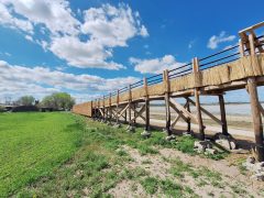 Mórahalom, Nagyszéksós-tó Bivalyrezervátum, megújult, turisztika, látványosság. látogatóközpont, kilátó, tanösvény, turizmus, bivaly, természet
