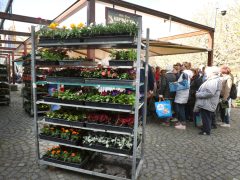 Szeged, tavaszi virágosztás, virágosztás, egynyári virágok, Szent István tér, Tóth Károly