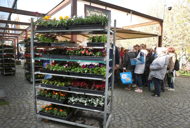 Szeged, tavaszi virágosztás, virágosztás, egynyári virágok, Szent István tér, Tóth Károly