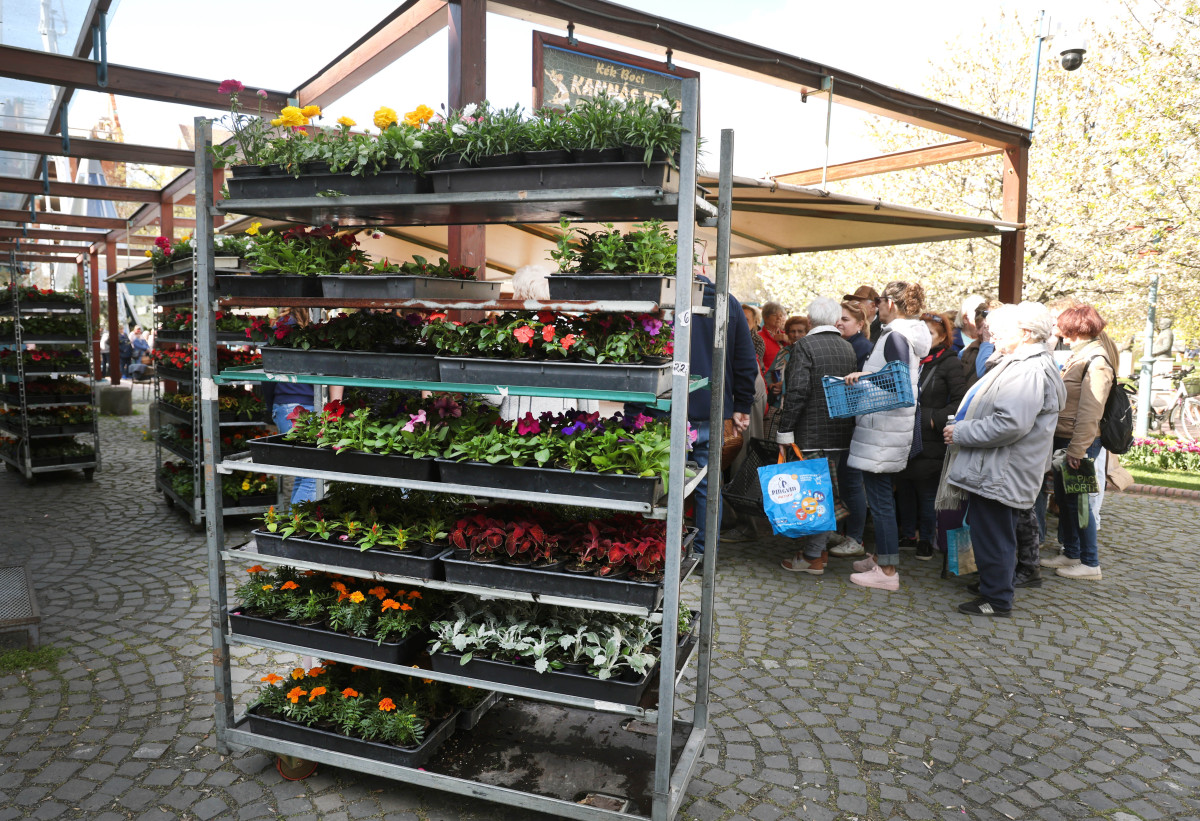 Szeged, tavaszi virágosztás, virágosztás, egynyári virágok, Szent István tér, Tóth Károly