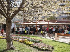 Szeged, tavaszi virágosztás, virágosztás, egynyári virágok, Szent István tér, Tóth Károly