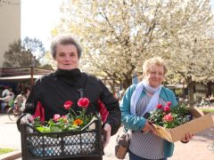 Szeged, tavaszi virágosztás, virágosztás, egynyári virágok, Szent István tér, Tóth Károly