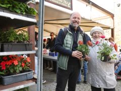 Szeged, tavaszi virágosztás, virágosztás, egynyári virágok, Szent István tér, Tóth Károly