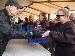 Szeged, tavaszi virágosztás, virágosztás, egynyári virágok, Szent István tér, Tóth Károly