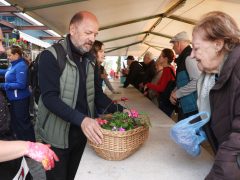Szeged, tavaszi virágosztás, virágosztás, egynyári virágok, Szent István tér, Tóth Károly