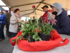 Szeged, tavaszi virágosztás, virágosztás, egynyári virágok, Szent István tér, Tóth Károly