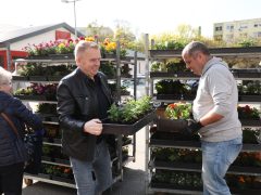 Szeged, tavaszi virágosztás, virágosztás, egynyári virágok, Tarján, Víztorony tér, Szabó Sándor, Mészáros Tamás