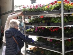 Szeged, tavaszi virágosztás, virágosztás, egynyári virágok, Tarján, Víztorony tér, Szabó Sándor, Mészáros Tamás