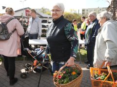 Szeged, tavaszi virágosztás, virágosztás, egynyári virágok, Tarján, Víztorony tér, Szabó Sándor, Mészáros Tamás