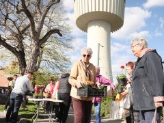 Szeged, tavaszi virágosztás, virágosztás, egynyári virágok, Tarján, Víztorony tér, Szabó Sándor, Mészáros Tamás