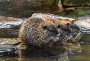 Befogott nutriák érkeztek a Szegedi Vadasparkba