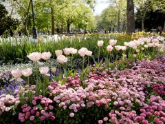 Szeged, április, tavasz, virág, tulipán, Széchenyi tér