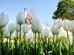 Szeged, április, tavasz, virág, tulipán, Széchenyi tér