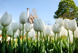 Szeged, április, tavasz, virág, tulipán, Széchenyi tér