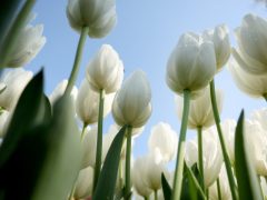 Szeged, április, tavasz, virág, tulipán, Széchenyi tér