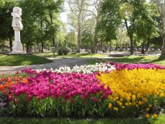 Szeged, április, tavasz, virág, tulipán, Széchenyi tér