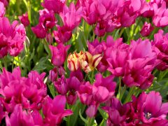 Szeged, április, tavasz, virág, tulipán, Széchenyi tér