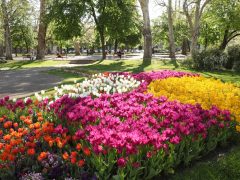 Szeged, április, tavasz, virág, tulipán, Széchenyi tér