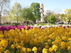 Szeged, április, tavasz, virág, tulipán, Széchenyi tér