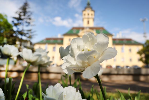 Szeged, április, tavasz, virág, tulipán, Széchenyi tér